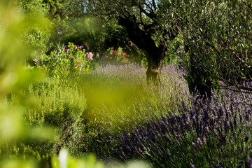 A beautiful Lavender garden in the South of France.
Lavender, Lavandula