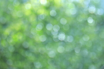 green bokeh blur whit leaves