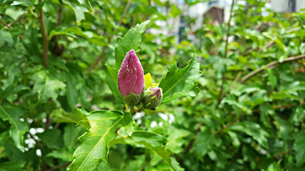 한국 국가의 꽃 무궁화 Korean national flower rose of sharon