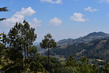 Bosque | Montaña | Arboles  | Wood | Mountain| Tree
