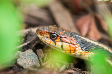 Head Portrait of a Common Garter Snake
