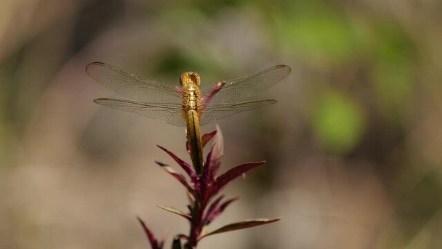 Beautiful golden dragonfly resting on red leafed plant, slowly rocking in the wind (slow mo)