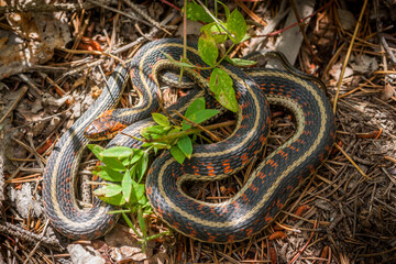 Common Garter Snake