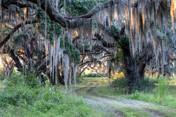 oak trees and Spanish moss at sunset