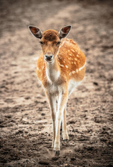 young deer in the woods