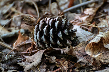 Pinecone on the forest floor, North carolina