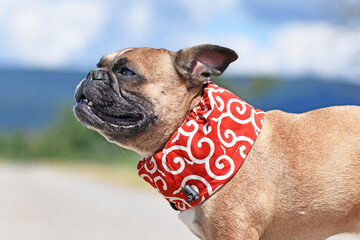 French Bulldog dog wearing cooling collar to lower body temperature on hot summer day