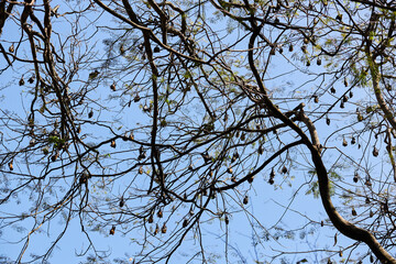 flying foxes hang on tree branches against the blue sky