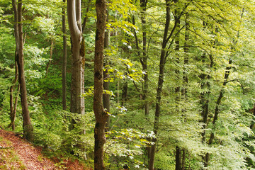 Fototapeta premium View of a fresh mountain deciduous forest in spring in the Carpathian mountains.