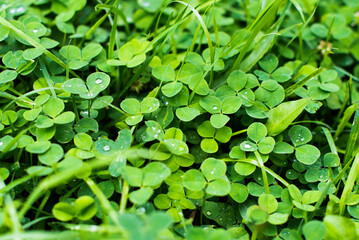 Fototapeta na wymiar Spring meadow field of bright green clover plants. St.Patrick 's Day. Irish holiday. flower brings good luck