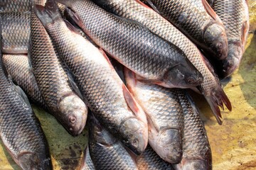 Stack of Rohu Fish in an Indian Market for Selling