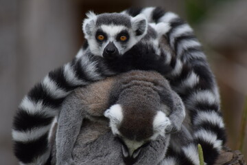 Cuddling Lemurs