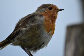 robin on a branch