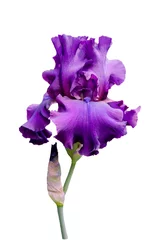 Foto op Canvas violet iris  flower isolated on white background © Elena Umyskova
