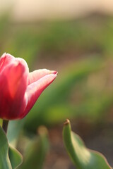 red tulip flower