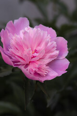 pink peony