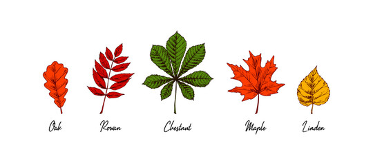 Obraz premium Hand drawn chestnut, oak, rowan, maple, linden autumn leaves isolated on white background. Vector illustration. Realistic colored sketch