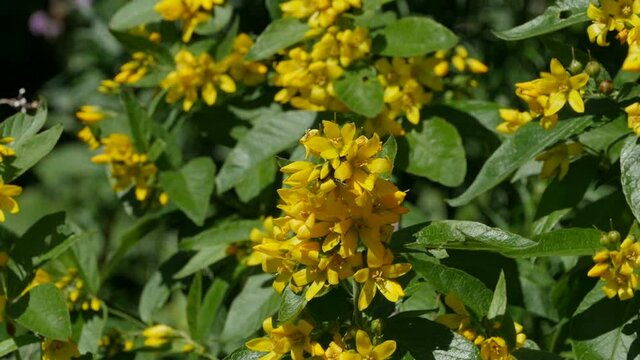 yellow hypericum flowers in nature , herbal medicative plant used in traditional medicine