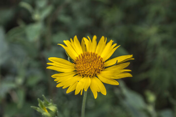 Golden Crownbeard Flower