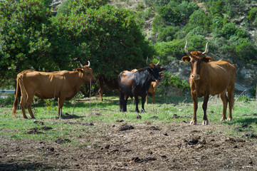 Fototapeta premium Brown, orange and black cows with large horns in the head.These animals live in Sardinia, Italy in mountains immersed in the nature between roads