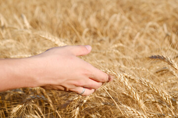 Hand touches ripe wheat plants, agriculture outdoors scene. Rye plantation and blue sky with clouds.