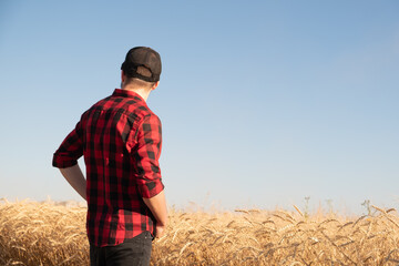 Millennial male person looks away in a wheat or rye field. Modern farmer, agriculture business management, local business owner concept