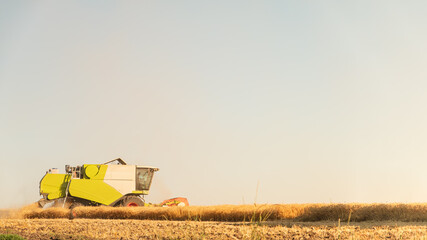 Harvester machine working in the field of ripe rye. Cereal harvesting season, agricultural business...