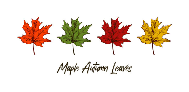 Set of hand drawn multicolored autumn maple leaves isolated on white background. Vector illustration. Realistic colored sketch