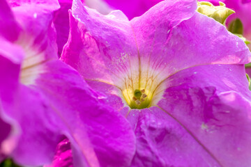 Macro of Petunia Flower or Surfinia Flower, Perfect for Wallpaper and Background