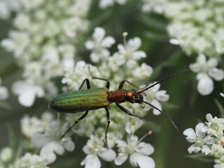 Moschusbock (Aromia moschata) gehört zu den Bockkäfern und ist häufig auf Blüten zu finden