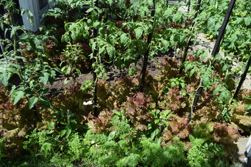 Salat im Garten