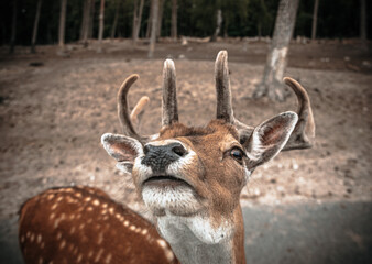 portrait of a deer