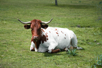 Cow white and brown in grass