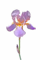 violet iris  flower isolated on white background
