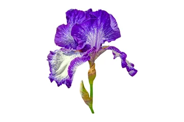 Schilderijen op glas violet iris  flower isolated on white background © Elena Umyskova