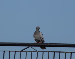 Domestic pigeon on a fence