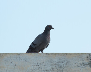domestic pigeon on a wall