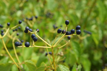 Wild berries in some wetlands