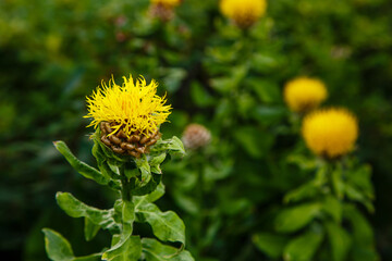 Yellow flower of centaurea macrocephala in green background