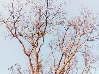A dry tree against a background of bright dark blue sky, rice farming in Asia
