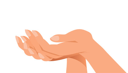 Beautiful female hands on a white background. Vector isolated illustration.