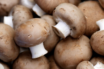 Royal mushrooms on the market, champignons closeup