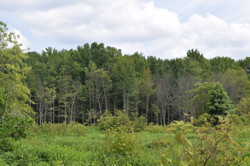 The plants that make up a wetland
