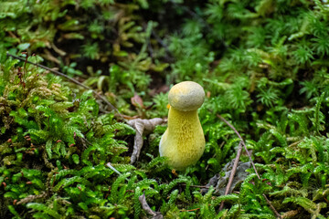 Yellow mushroom (fungus), NC
