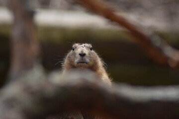 Capybara Portrait