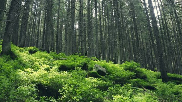 Forest mountains hills nature green light story magic sun wild