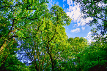 Fototapeta premium Vibrant tree canopy