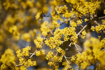 Blüten