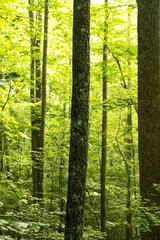 Obraz premium Trees in summer