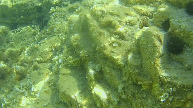Underwater sea urchins in clear water Sardinia. Italy
